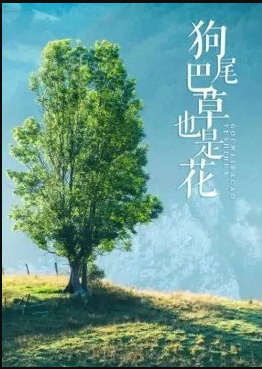 狗尾巴草也是花海报