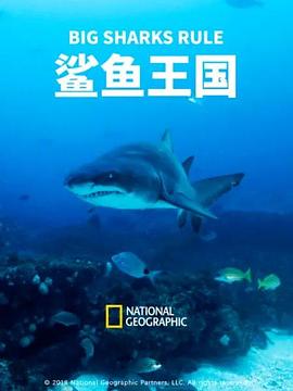 鲨鱼王国海报